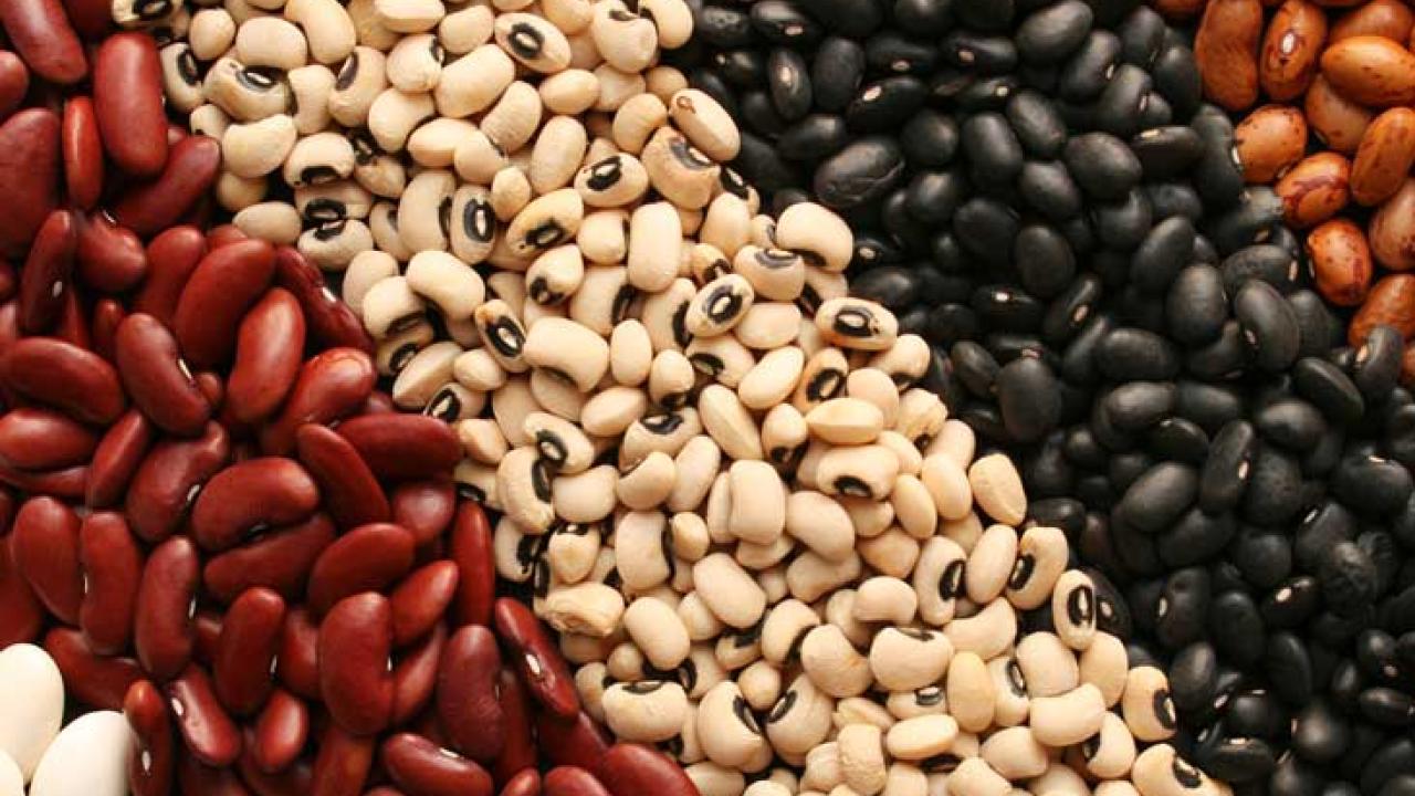 Bean Varieties UC Davis Foundation Seed Program